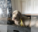 Small Photo #22 Weimaraner Puppy For Sale in FITZGERALD, GA, USA