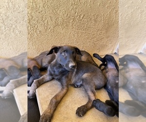 Belgian Malinois Puppy for sale in HOMELAND, CA, USA
