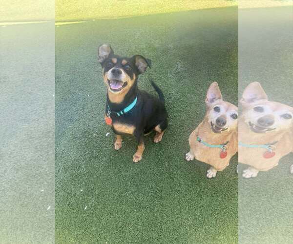 Medium Photo #3 Chihuahua-Unknown Mix Puppy For Sale in Tempe , AZ, USA