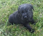 Small Photo #11 Labrador Retriever Puppy For Sale in DEARBORN, MO, USA