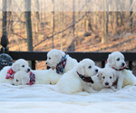 Small Photo #8 Goldendoodle Puppy For Sale in ROUGEMONT, NC, USA