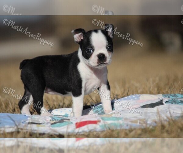 Medium Photo #7 Boston Terrier Puppy For Sale in LAMAR, MO, USA