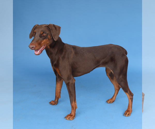 Medium Photo #2 Doberman Pinscher-Unknown Mix Puppy For Sale in Pasadena, CA, USA