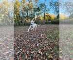 Small #8 Labrador Retriever Mix