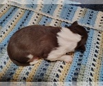 Small Photo #251 Border Collie Puppy For Sale in NORBORNE, MO, USA