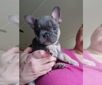 Puppy 4 French Bulldog