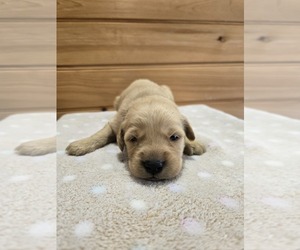 Golden Retriever Puppy for sale in WILLIAMSTOWN, KY, USA