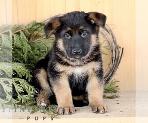 German Shepherd Dog Puppy for sale in RONKS, PA, USA