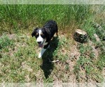Small #4 Bernese Mountain Dog