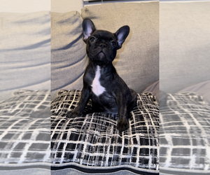 French Bulldog Puppy for Sale in BRYAN, Texas USA