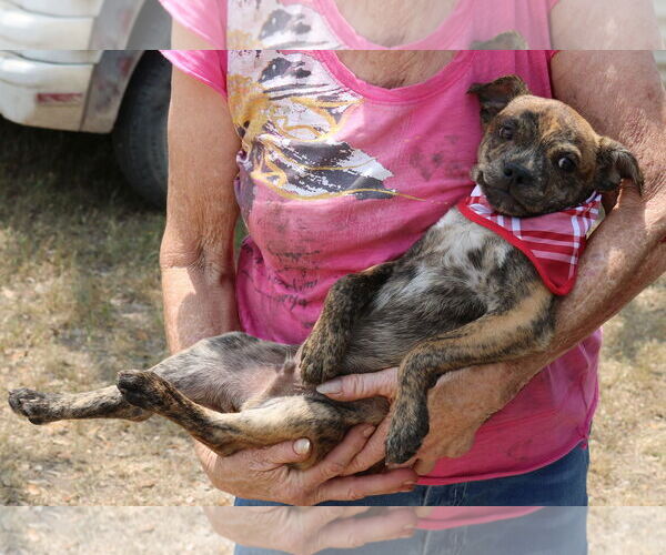 Medium Photo #1 Boston Terrier-Unknown Mix Puppy For Sale in Bandera, TX, USA