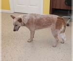 Small #7 Mutt