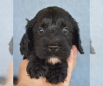 Small Photo #2 Cavapoo Puppy For Sale in BOYCE, VA, USA