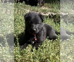 Puppy Red female German Shepherd Dog