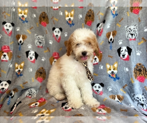 Medium Photo #4 Cockapoo Puppy For Sale in LAKELAND, FL, USA