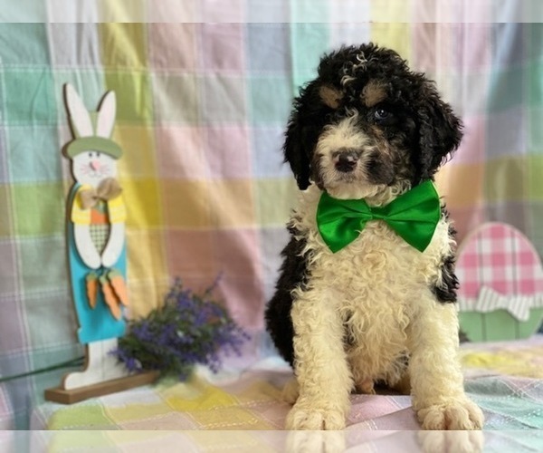 Medium Photo #2 Bernedoodle Puppy For Sale in LANCASTER, PA, USA