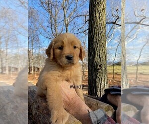 Golden Retriever Puppy for sale in HARRISONBURG, VA, USA