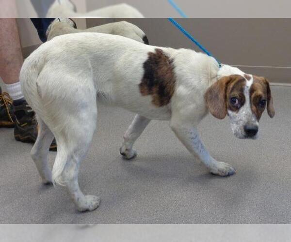 Medium Photo #2 Beagle-Pointer Mix Puppy For Sale in La Porte, IN, USA
