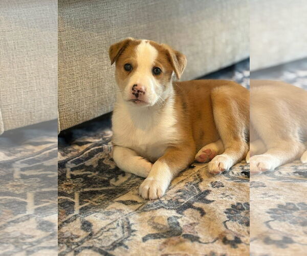 Medium Photo #1 Australian Shepherd-Unknown Mix Puppy For Sale in Germantown, OH, USA