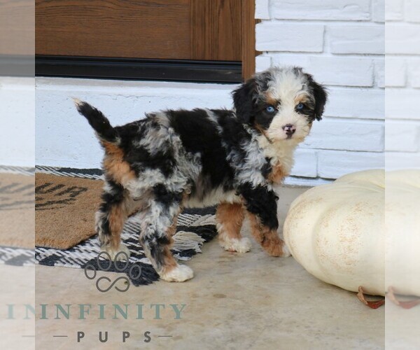 Medium Photo #2 Bernedoodle (Miniature) Puppy For Sale in NARVON, PA, USA