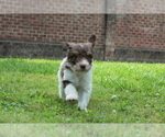 Small Photo #2 F2 Aussiedoodle Puppy For Sale in KINSTON, NC, USA