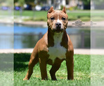 Image preview for Ad Listing. Nickname: Lotta Trouble