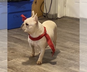 French Bulldog Puppy for sale in GADSDEN, AL, USA