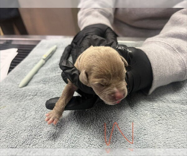 Medium Photo #1 Mutt Puppy For Sale in Martinez, CA, USA