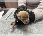 Small Mutt
