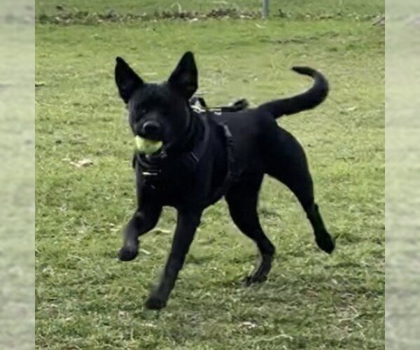 Medium Photo #26 Mutt Puppy For Sale in Fargo, ND, USA