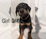 Small Photo #7 Doberman Pinscher Puppy For Sale in FLINT, TX, USA