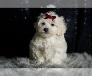 Medium Maltipoo (Miniature)