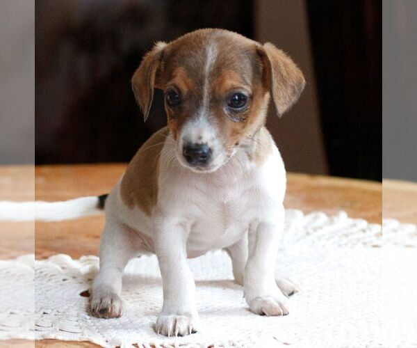 Medium Photo #1 Jack Russell Terrier Puppy For Sale in EAST EARL, PA, USA