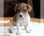 Small Jack Russell Terrier