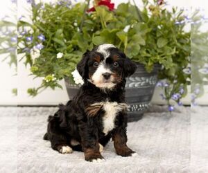 Bernedoodle (Miniature) Puppy for sale in LITITZ, PA, USA