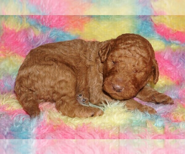 Medium Photo #4 Labradoodle Puppy For Sale in LA HABRA, CA, USA