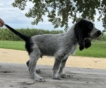 Small #4 Blue Gascony Griffon