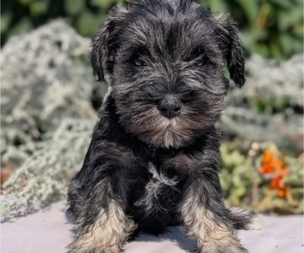 Medium Photo #53 Schnauzer (Miniature) Puppy For Sale in GOSHEN, IN, USA