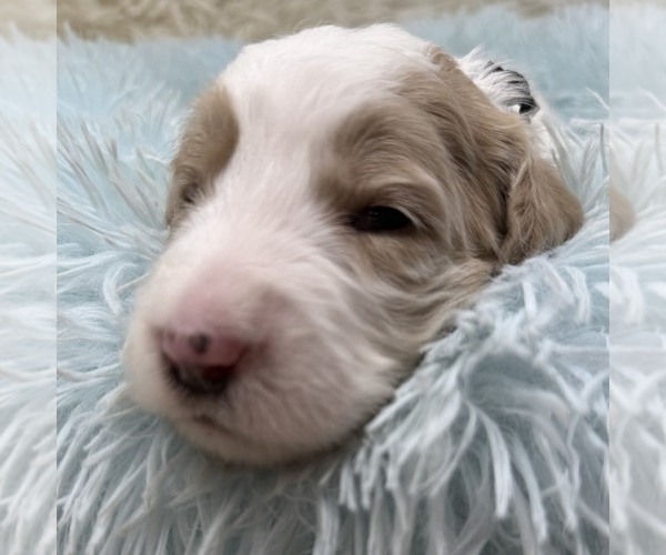 Medium Photo #2 Goldendoodle Puppy For Sale in PIERSON, FL, USA