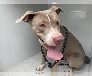 American Pit Bull Terrier Dogs for adoption in Houston, TX, USA