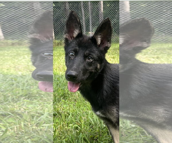 Medium Photo #2 German Shepherd Dog-Unknown Mix Puppy For Sale in Centreville, VA, USA