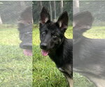 Small #1 German Shepherd Dog Mix