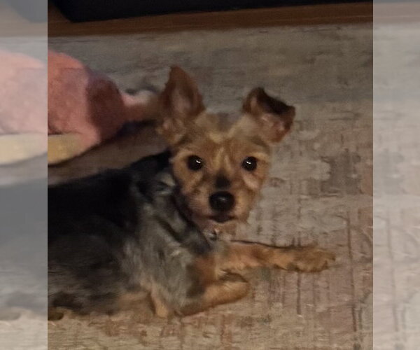 Medium Photo #1 Mutt Puppy For Sale in Pottstown, PA, USA