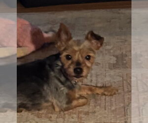 Mutt Dogs for adoption in Pottstown, PA, USA