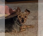 Libby (in foster) - Female Mutt Dog for Adoption - Small photo