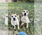 Small Photo #2 Mutt Puppy For Sale in Germantown, OH, USA