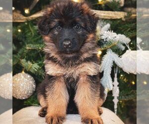 German Shepherd Dog Puppy for sale in PARADISE, PA, USA