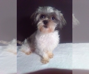 Mother of the Shorkie Tzu puppies born on 04/11/2025