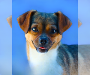 Chihuahua-Unknown Mix Dogs for adoption in Pasadena, CA, USA