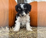 Pepper - Female Bernedoodle (Miniature) Puppy for Sale - Photo #3